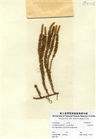 藏品(杉葉曼石松)的圖片